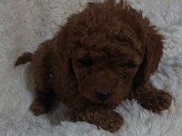RED BROWN TOY POODLE