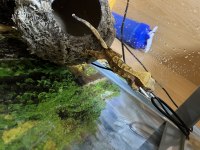 Ucuza harlequinn morf crested gecko