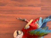 Resim kuşu kırmızı mavi macaw mevcut