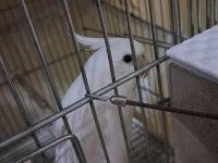 Albino ve Pied yetişkin sultan papağanı
