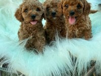 Kalite Ve Sağlığın Ön Planda Olduğu Toy Poodle Bebekler