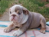 SİTENİN EN GÜZEL İNGİLİZ BULLDOG BEBEKLERİ