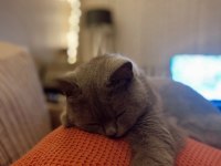 British Shorthair Gri 2 Yaşında Dişi