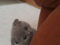 Bu tatliş scottish fold senin olsun
