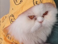 4 yaşında tüm aşıları tam chinchilla cinsi erkek kedimiz
