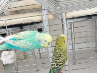 CİNS YUMURTALI YAVRULU ÇİFT MUHABBET KUŞU ÇİFT