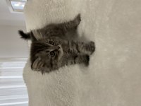 British longhair silver tabby 54 günlük kedimiz