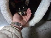 1 yaşında pinscher uysal pet eğitimi var