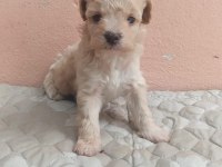 Maltipoo bebekler teslime Hazır
