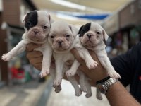 Kar beyaz sağlıklı orjinal french bulldog