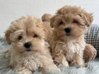Orjinal kore kan büyümeme garantili maltipoo teacup