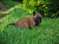 Belçika Malinois Yavrularımız Evinizin Neşesi Olacaktır