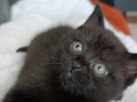 British Shorthair Dark Chocolate Yavru