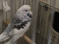 JUMBO MUHABBET KUŞU HAZIR TAKIM
