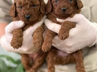 ÇANAKKALEDE TOY POODLE YAVRULARIMIZ
