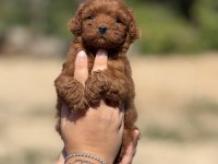 ÇİŞ EĞİTİMLİ AŞILI KÜÇÜK BOY POODLE 