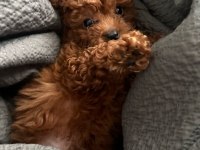 TOY VE KORE POODLE YAVRULARIMIZ