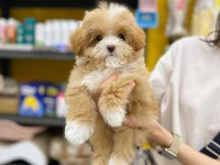 F2 Maltipoo Yavruları