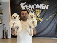RENK RENK ORJİNAL TOY POODLE YAVRULARIMIZ GÜNCEL ANKARA