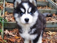 KUSURSUZ ANATOMİ HUSKY YAVRULARIMIZ