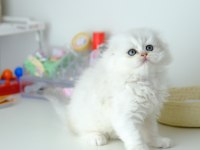 Scottish Fold Longhair Top Kafa Silver Yavrumuz