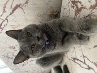Sıcakkanlı british shorthair kızımızı sahiplendiriyoruz