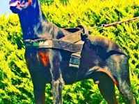 Doberman yavrularımız