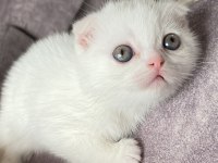 Scottish Fold Kediler