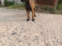 2 Aylık Dişi Belçika Kurdu Sağlıklı Veteriner Kontrolünde