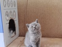 HARİKA ÇİKOLATA BRİTİSH SHORTHAİR BEBEKLER