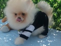 Orijinal pomeranian Boo
