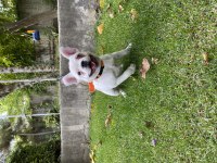 Acil Yurt Dışına Çıkacağım İçin French Bulldog