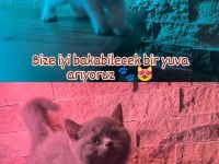 British shorthair yavru