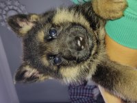 Alman kurdu baba ve oğlu ikisi de sahiplendirilecek