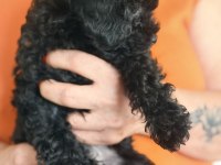 Safkan Asil Siyah Toy Poodle Yavrular