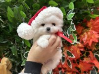Safkan şecereli pomeranian boo yavrular