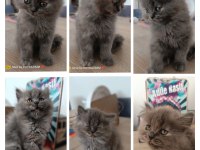 2 Aylık Orjinal British Longhair Kedimiz