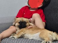 7 AYLIK FULL EĞİTİMLİ ŞECERELİ DÜNYA TATLISI PEKİNEZ