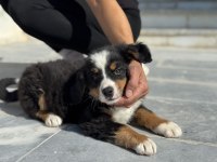 Petmode köpek çiftliğinde ziyarete açık bernese dog
