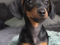 Black And Tan Dachshund Yavrularımız