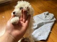 3 Aylık Dişi Malta Terrier