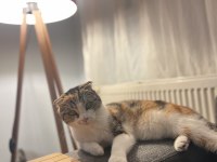 Sahiplendirmek scottish fold kedimizi