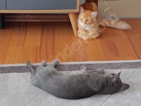 Maine coon ve bengal kırması turuncu
