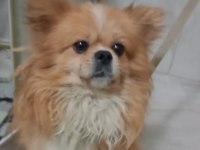 Spike Pomeranian Mix