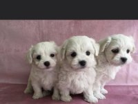 TEA CUP MALTESE TERRİER YAVRULARIMIZ