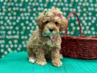 Mini Tüy Dökmez Maltipoo Yavrular 