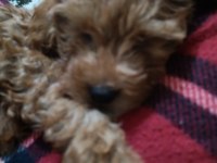 Bal Gibi Toy Poodle Bebek