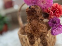 Teacup kore poodle