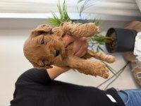 Maltipoo bebekler anne altı rezerve