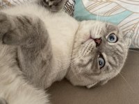 Scottish fold meleğimize yuva arıyoruz